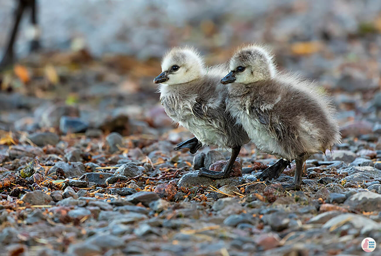 Barnacle goose chicks, Seurasaari, Helsinki