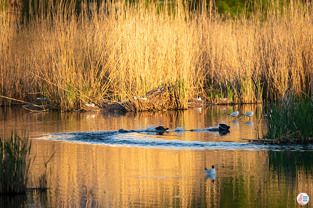 Eurasian coots fighting over territory, Suomenoja Lintuallas, Espoo