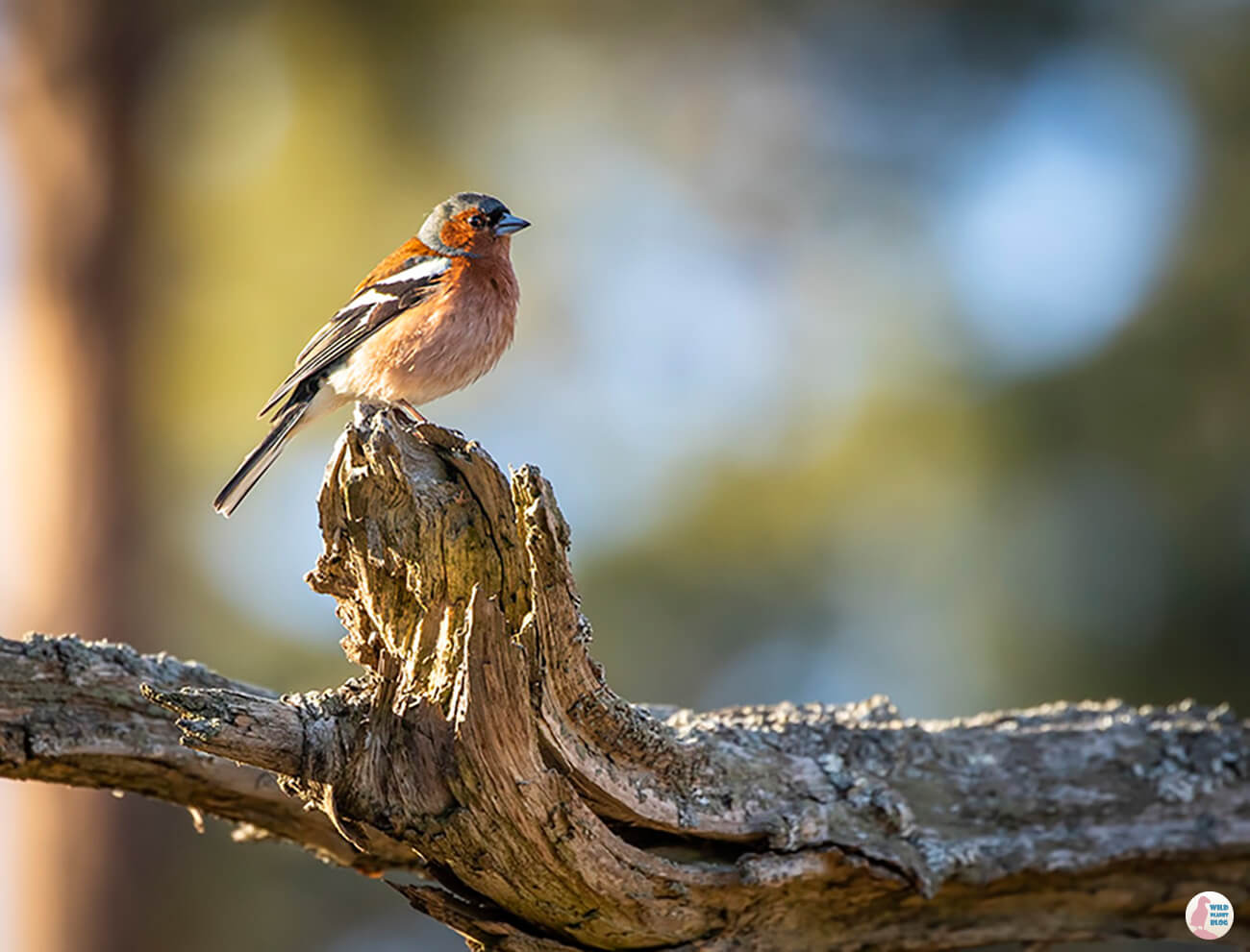 Common chaffinch, Hanasaari, Espoo