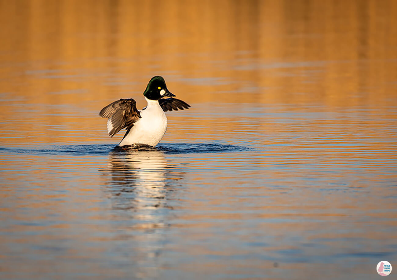 Goldeneye duck male, Viikki, Helsinki