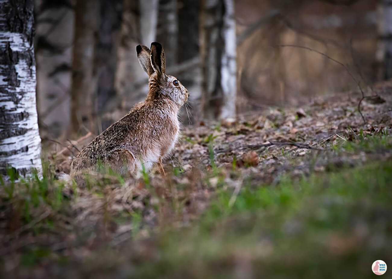 European hare, Suomenoja Lintuallas, Espoo
