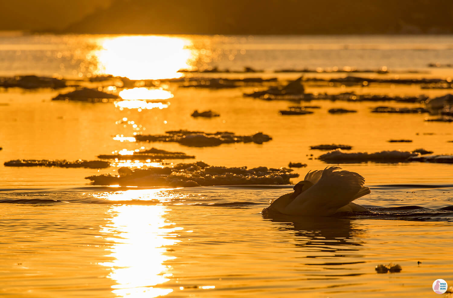 Swan at sunset, Lauttasaari, Helsinki, Finland