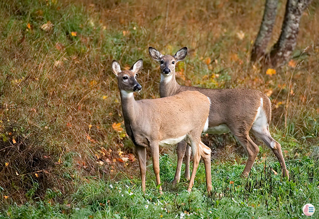 White-tailed deer, Porkkalanniemi, Kirkkonummi