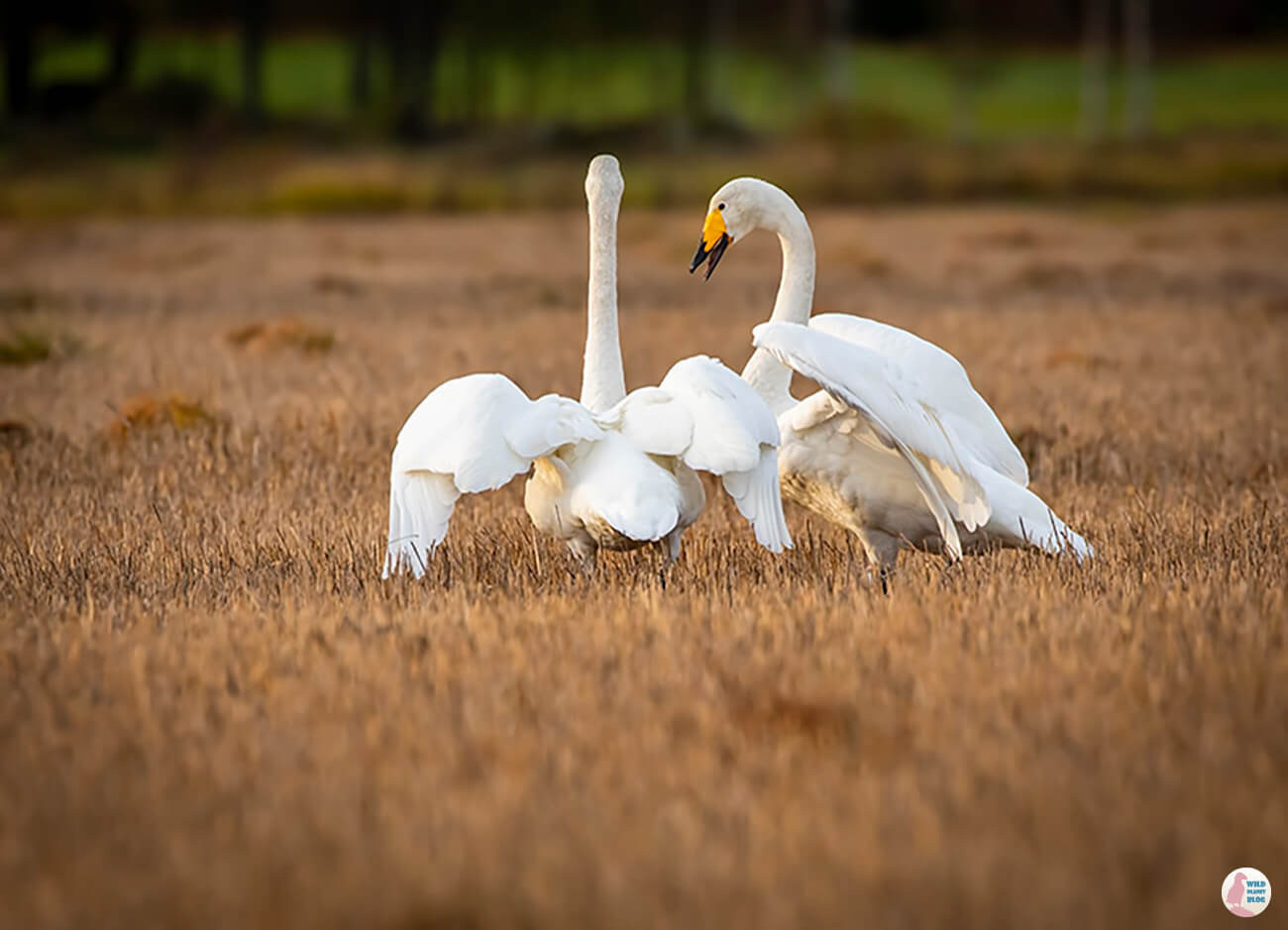 Whopper swans, Porkkalanniemi, Kirkkonummi