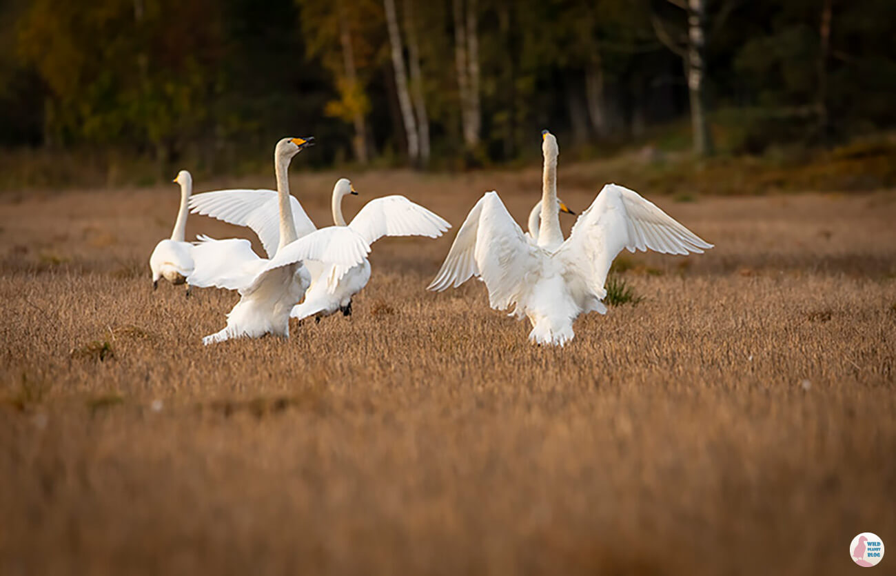 Whopper swans, Porkkalanniemi, Kirkkonummi