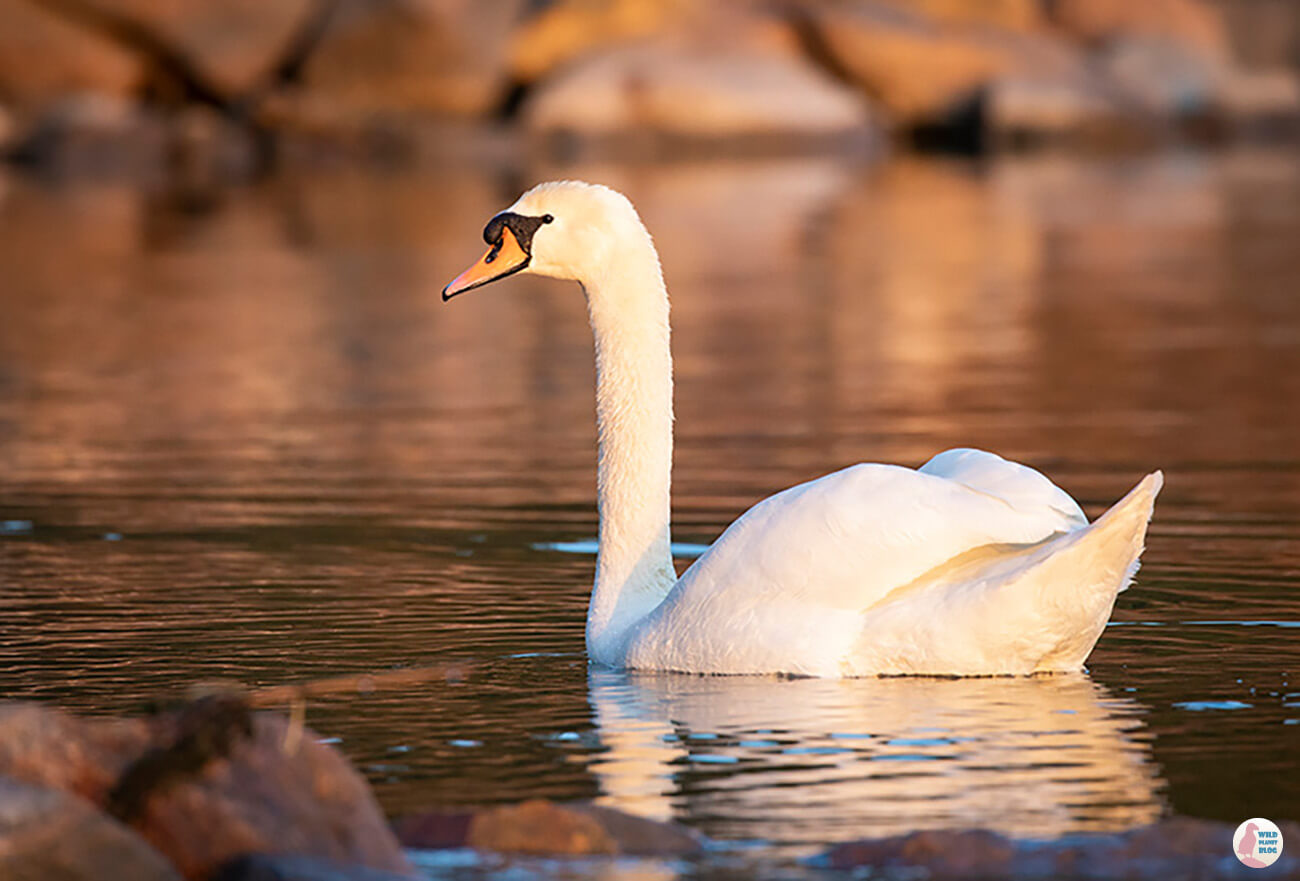 Mute swan, Seurasaari, Helsinki