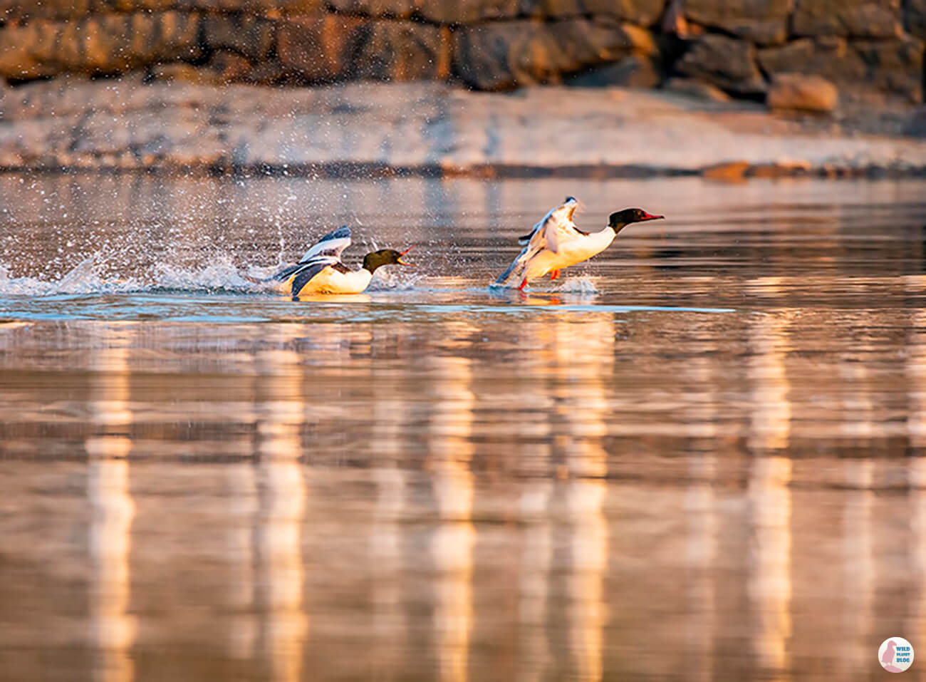 Common mergansers, Seurasaari, Helsinki