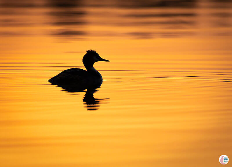 Great crested grebe in Seurasaari, Helsinki, Finland