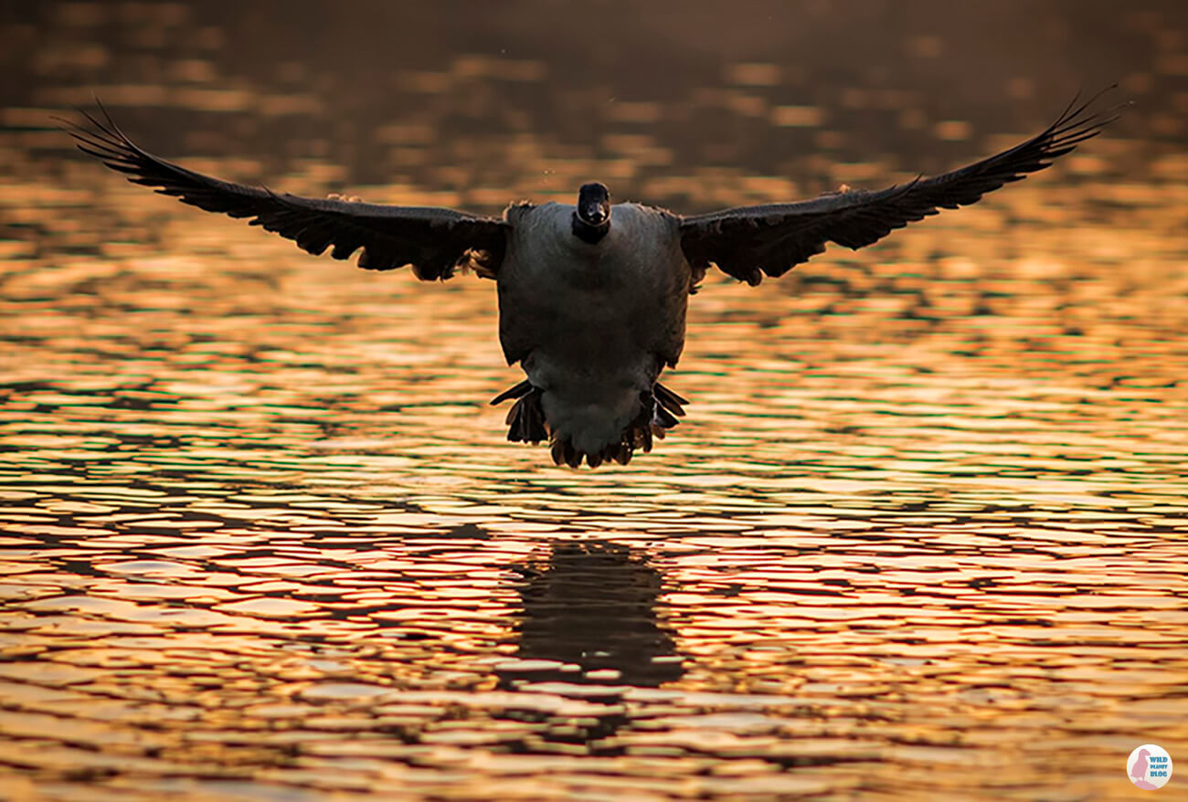 Flying canada goose, Seurasaari, Helsinki