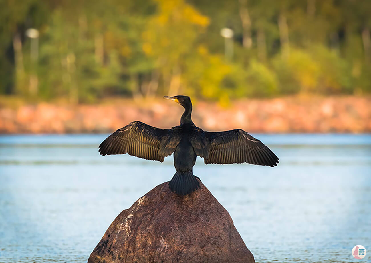 Great cormorant, Hanasaari, Espoo