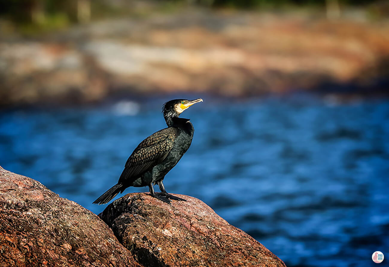 Great cormorant, Suomenlinna, Helsinki