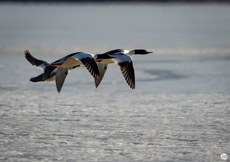 Common mergansers, Laajalahti, close to Gallen-Kallela Museum, Espoo