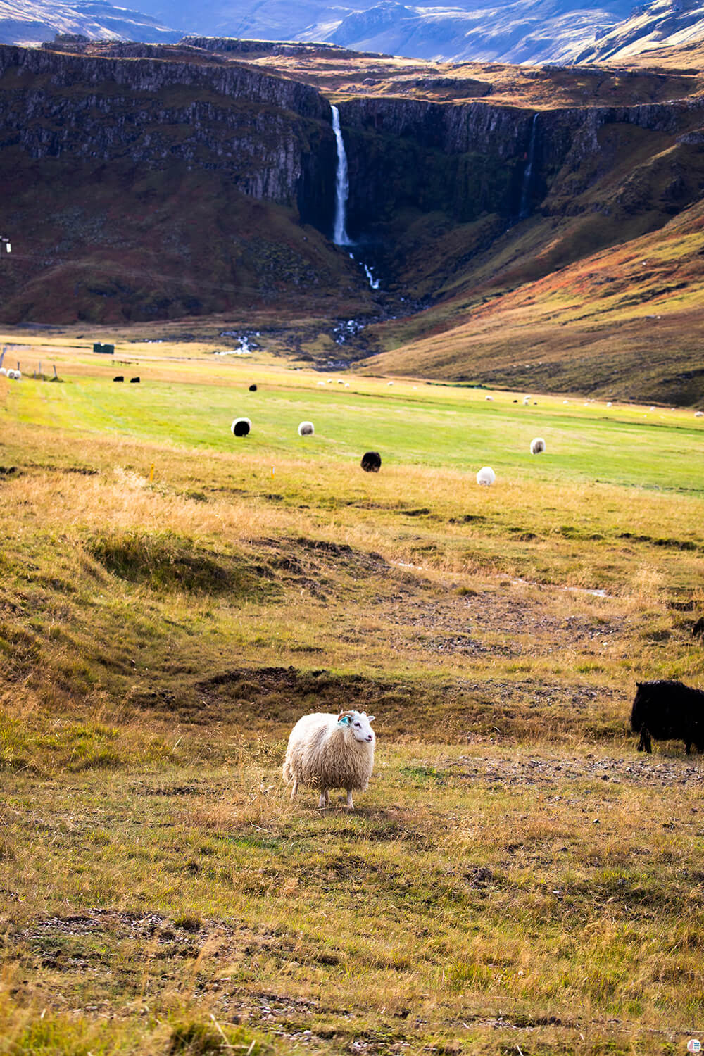 Sheep at Grundarfoss, Snaefellsnes Peninsula, West Iceland