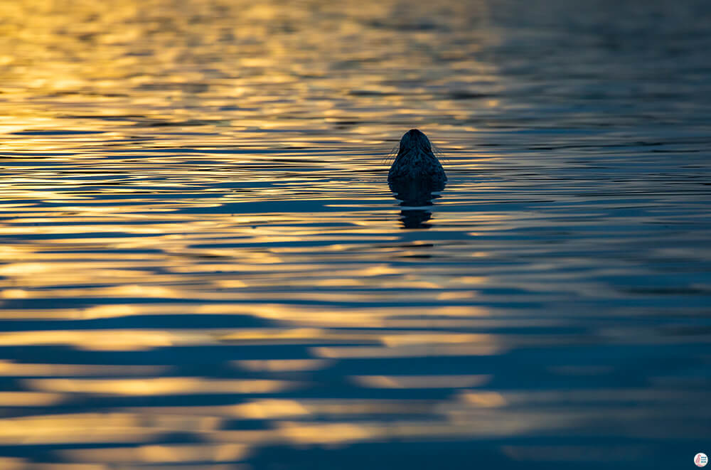 Seal in Jökulsárlón Glacier Lagoon, Vatnajökull National Park, South Iceland