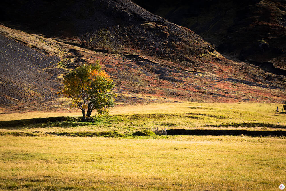 Lonely Tree in the Southern Part of Vatnajökull National Park, South Iceland