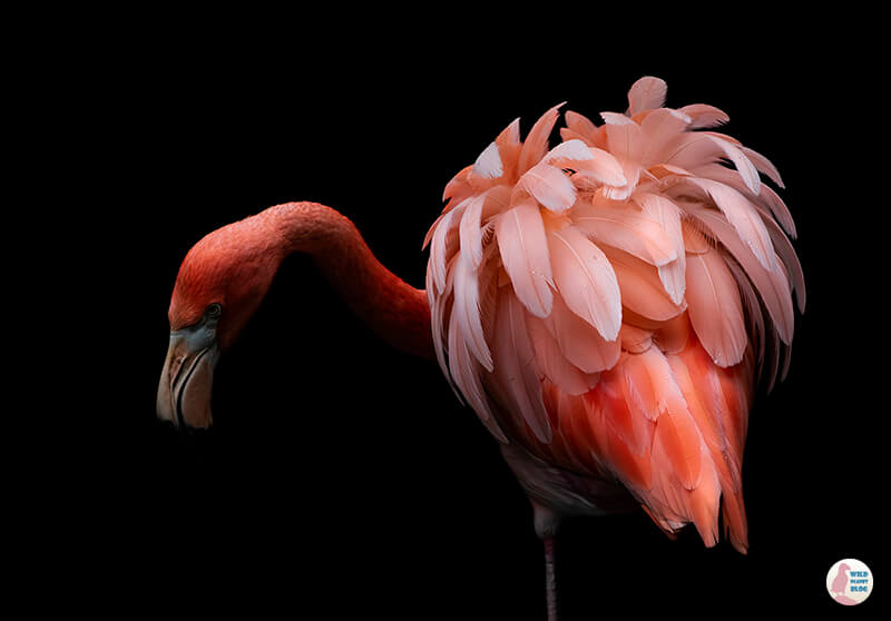 Chilean Flamingo at Parco Natura Viva, Italy