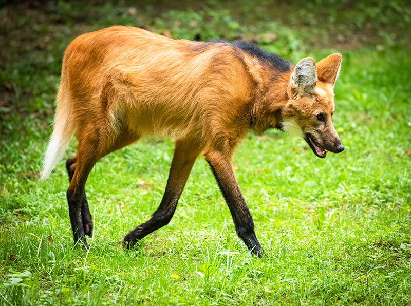 Maned wolf at Parco Natura Viva, Italy