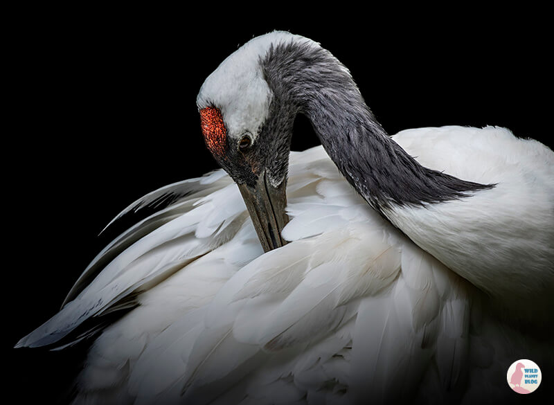 Red-crowned crane at Parco Natura Viva, Italy