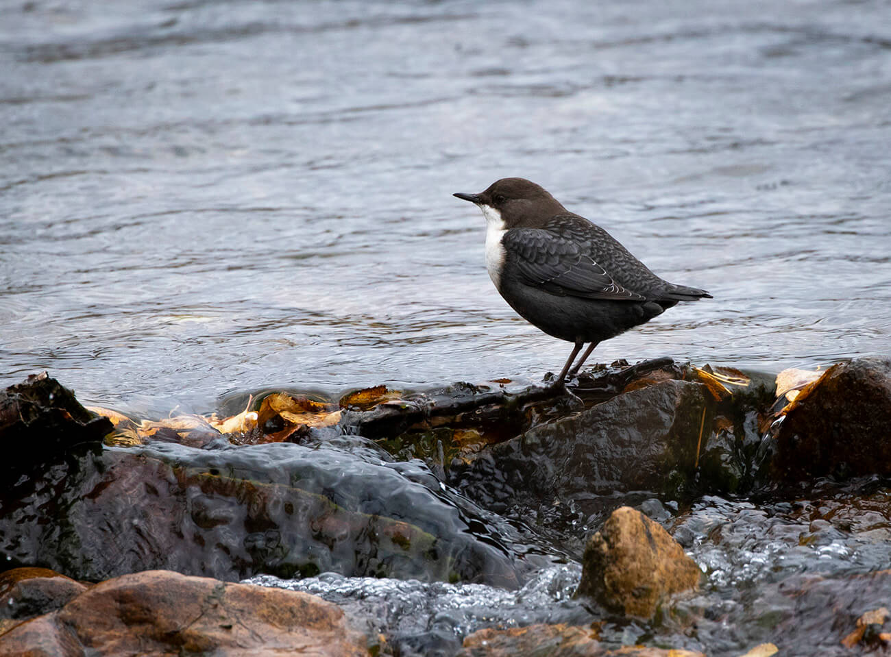 White-Throated Dipper, Inari, Finland