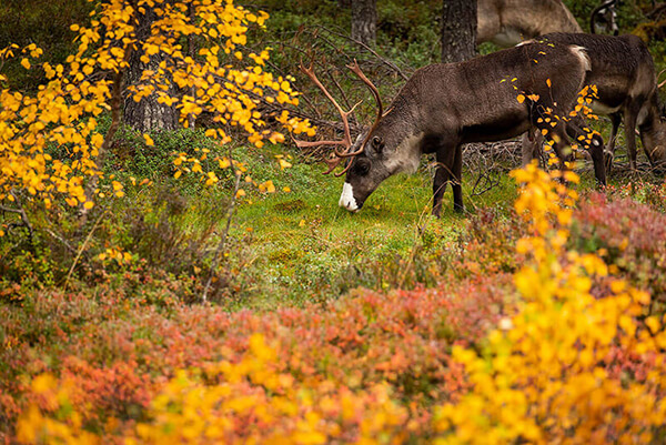 Reindeer surrounded by autumn colors, Lapland, Finland