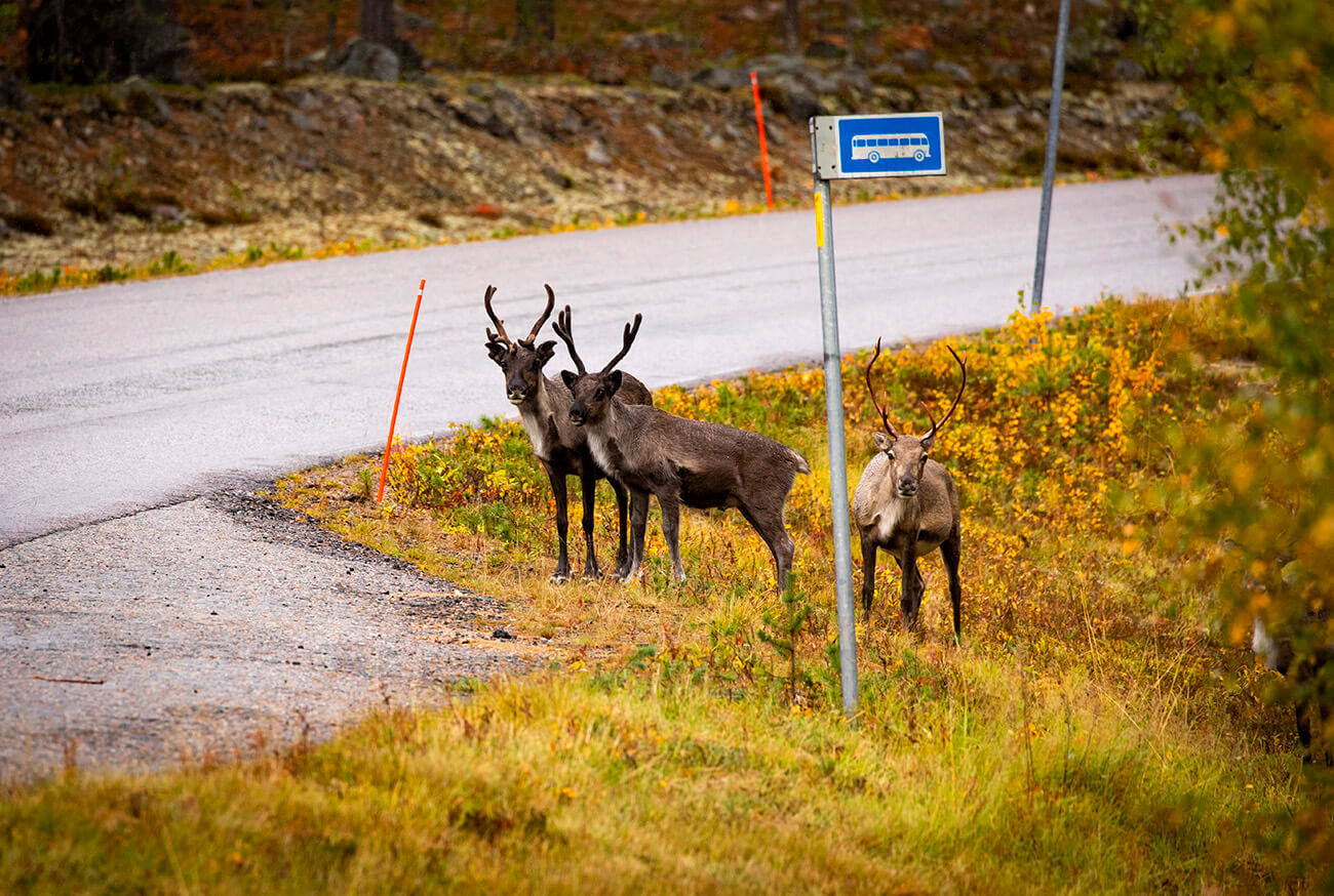 Waiting for the bus, Muonio area, Finland