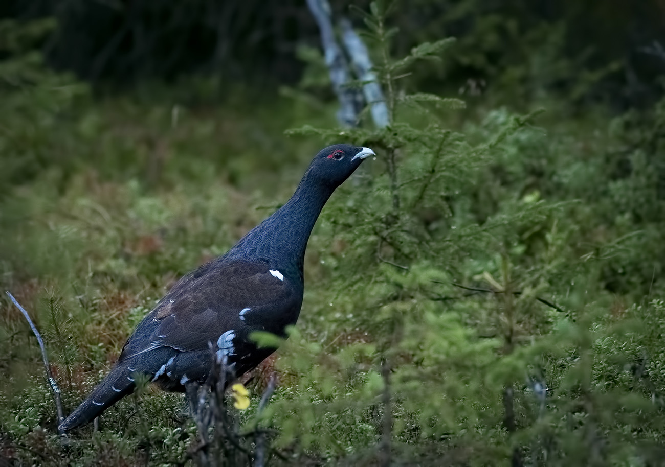 Capercaillie in Muonio area, Lapland, Finland