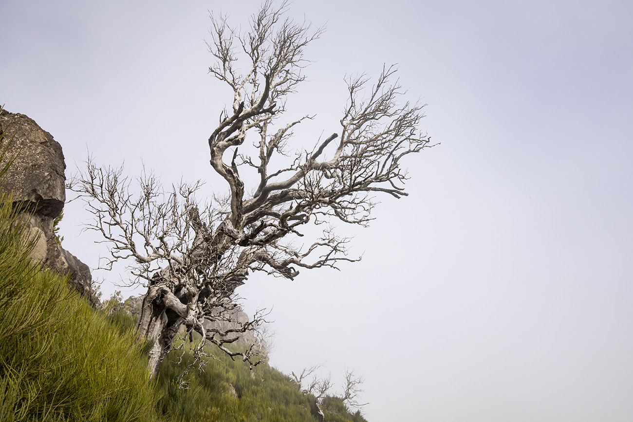 Tree on Pico Ruivo hiking trail, Madeira