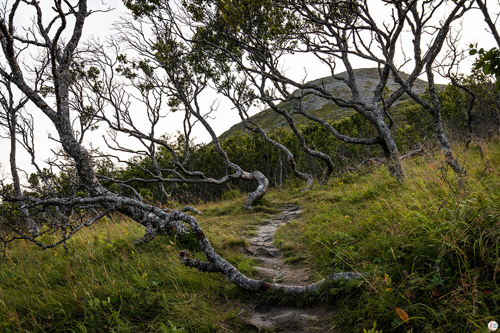 Måtinden hiking trail start, Andøya, Northern Norway