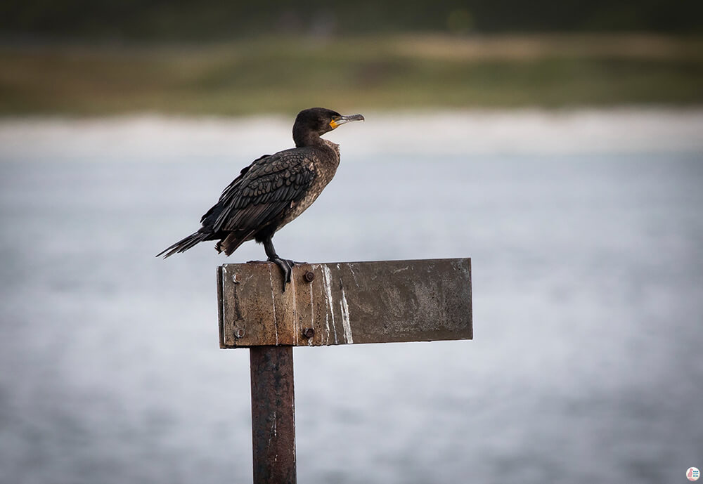 Little cormorant around Bleiksøya bird rock, Bleik, Andøya, Northern Norway