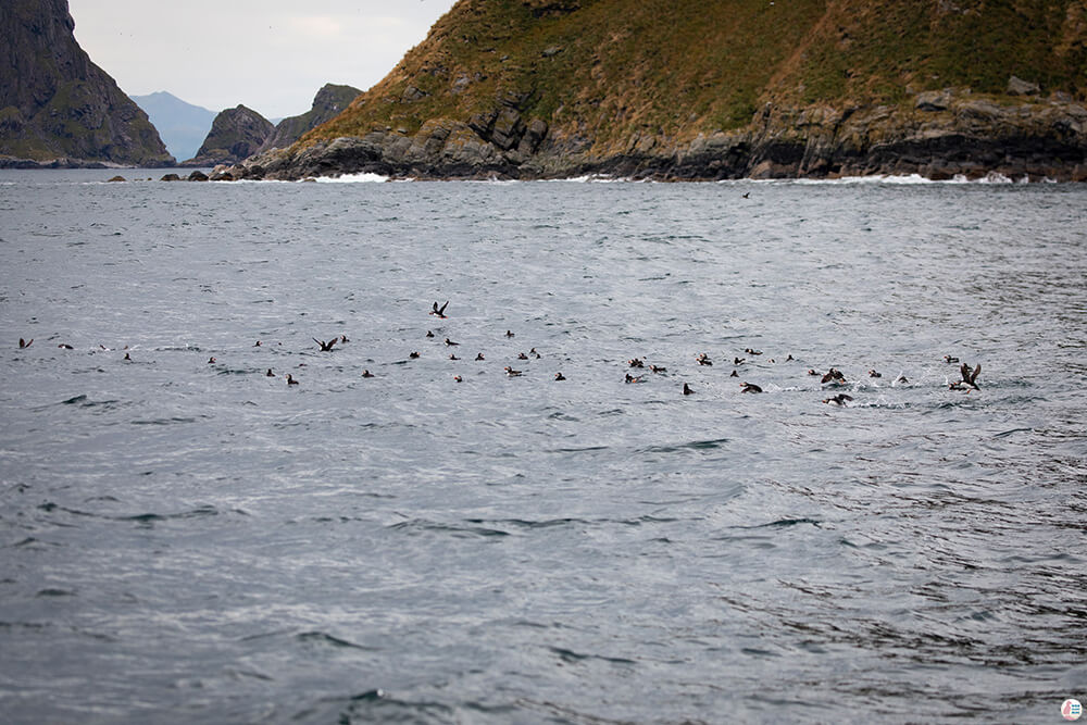Atlantic puffins around Bleiksøya bird rock, Bleik, Andøya, Northern Norway