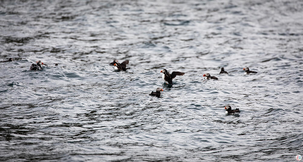 Atlantic puffins around Bleiksøya bird rock, Bleik, Andøya, Northern Norway