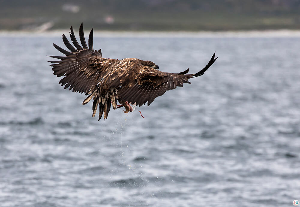 Juvenile sea eagle near Bleiksøya bird rock, Bleik, Andøya, Northern Norway