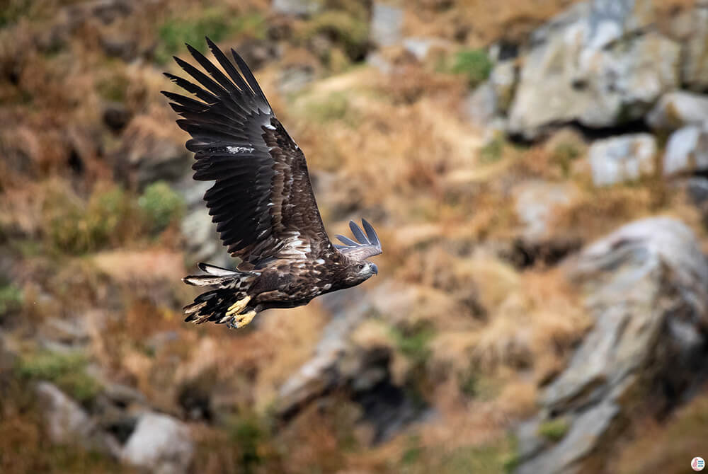 Juvenile sea eagle near Bleiksøya bird rock, Bleik, Andøya, Northern Norway