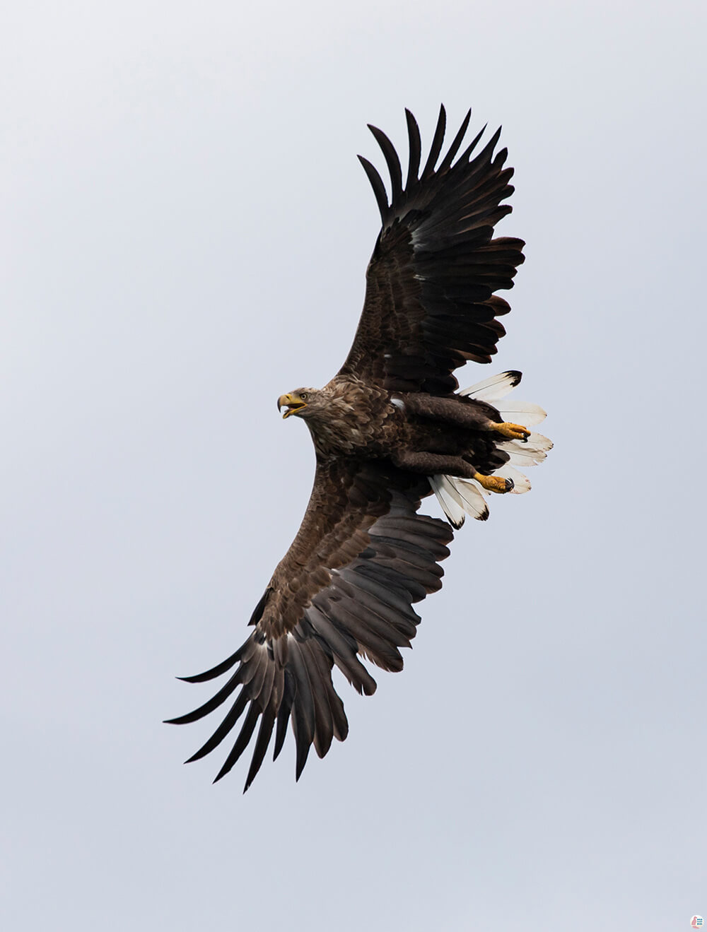 Adult sea eagle near Bleiksøya bird rock, Bleik, Andøya, Northern Norway