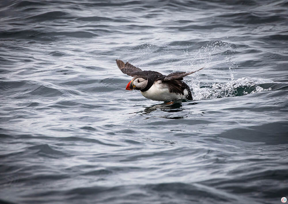 Atlantic puffin flying off the edge of the water around Bleiksøya bird rock, Bleik, Andøya, Northern Norway