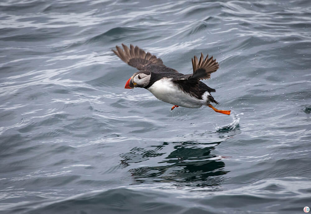 Atlantic puffin flying off the edge of the water around Bleiksøya bird rock, Bleik, Andøya, Northern Norway