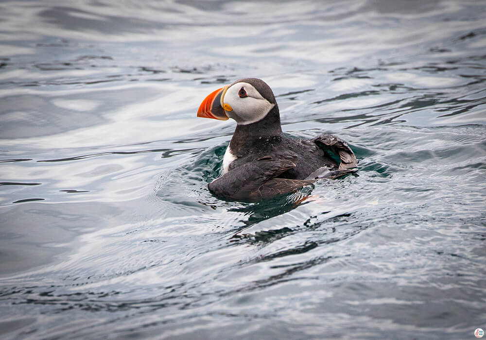 Atlantic puffin in the waters around Bleiksøya bird rock, Bleik, Andøya, Northern Norway