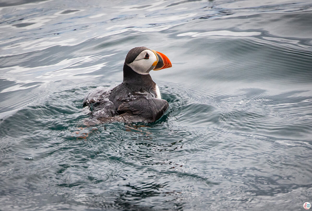 Atlantic puffin near the island of Bleiksøya, Bleik, Andøya, Northern Norway