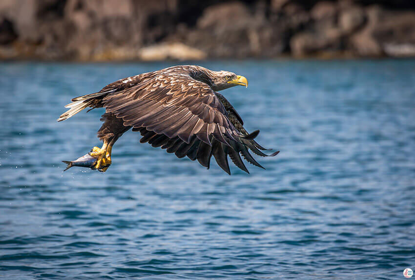 Sea eagle safari from Svolvær, Lofoten, Northern Norway