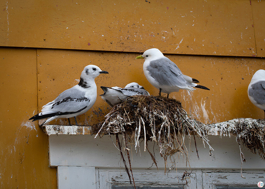 Kittiwakes nesting in Nusfjord fishing village, Lofoten, Northern Norway