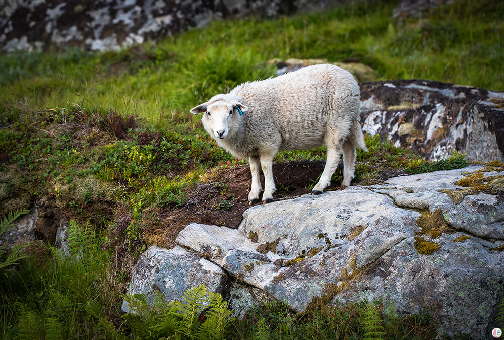 Baby sheep on Ryten hiking trail, Moskenesøya, Lofoten, Norway
