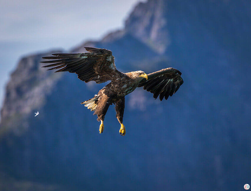 White tailed eagle diving for fish during sea eagle safari from Svolvær, Lofoten, Northern Norway