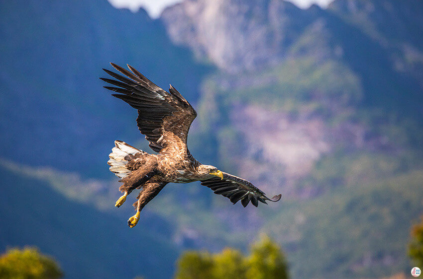 White tailed eagle diving for fish during sea eagle safari from Svolvær, Lofoten, Northern Norway