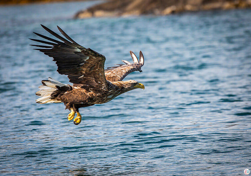 White tailed eagle diving for fish during sea eagle safari from Svolvær, Lofoten, Northern Norway