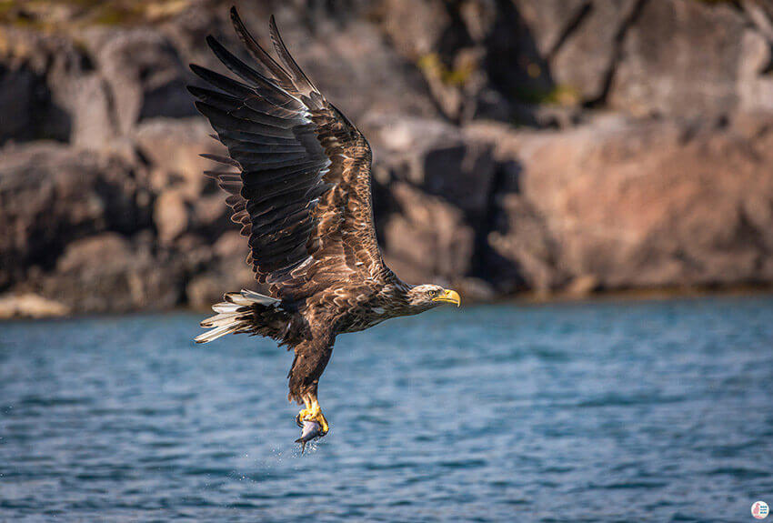 White tailed eagle with fish during sea eagle safari from Svolvær, Lofoten, Northern Norway