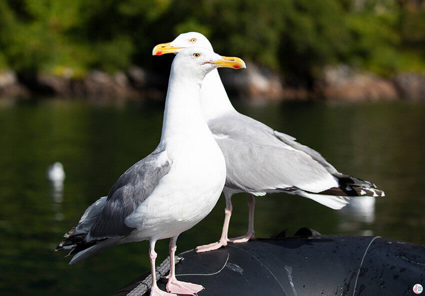 Seagulls waiting for fish during sea eagle safari from Svolvær, Lofoten, Northern Norway