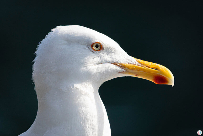 Seagull portrait during sea eagle safari from Svolvær, Lofoten, Northern Norway