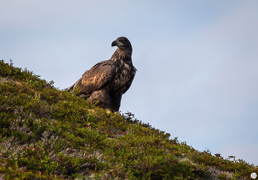 Juvenile sea eagle during sea eagle safari from Svolvær, Lofoten, Northern Norway