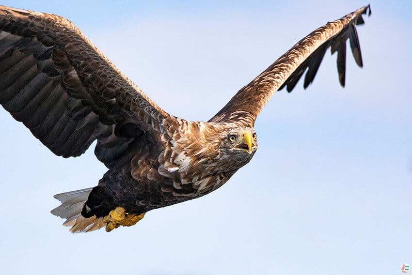 Adult sea eagle during sea eagle safari from Svolvær, Lofoten, Northern Norway