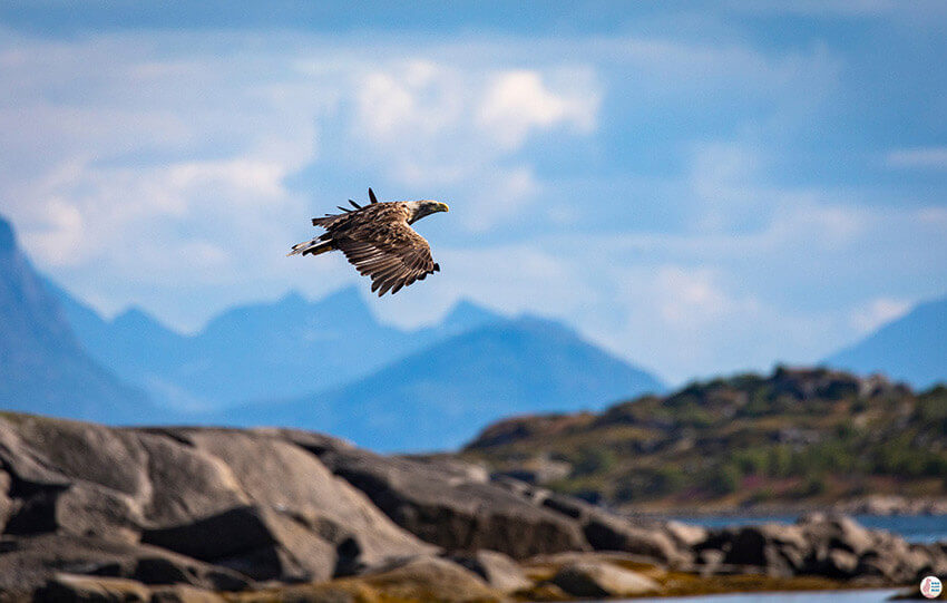 White-tailed eagle, during sea eagle safari from Svolvær, Lofoten, Northern Norway